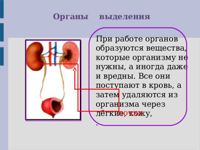 Органы выделения При работе органов образуются вещества, которые организму не нужны, а иногда даже и вредны. Все они поступают в кровь, а затем удаляются из организма через лёгкие, кожу, . почки 