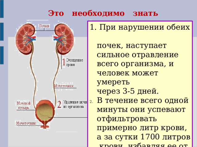 Это необходимо знать 1. При нарушении обеих  почек, наступает  сильное отравление  всего организма, и  человек может умереть  через 3-5 дней. В течение всего одной минуты они успевают отфильтровать примерно литр крови, а за сутки 1700 литров крови, избавляя ее от вредных веществ. 
