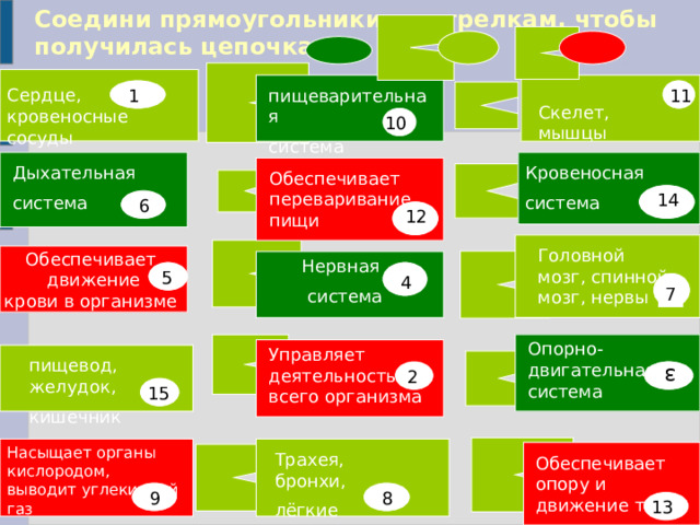 Соедини прямоугольники по стрелкам, чтобы получилась цепочка: 3 Сердце, кровеносные сосуды пищеварительная система 11 1 Скелет, мышцы 10 Дыхательная система Кровеносная система Обеспечивает переваривание пищи 14 6 12 Головной мозг, спинной мозг, нервы Обеспечивает движение крови в организме Нервная  система 5 4 7 Опорно-двигательная система Управляет деятельностью всего организма пищевод, желудок, кишечник 2 15 Насыщает органы кислородом, выводит углекислый газ Трахея, бронхи, лёгкие Обеспечивает опору и движение тела 8 9 13 
