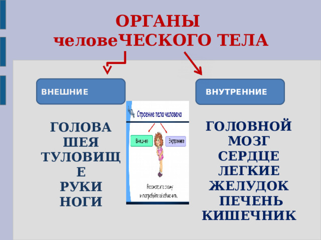 ОРГАНЫ человеЧЕСКОГО ТЕЛА ВНЕШНИЕ ВНУТРЕННИЕ ГОЛОВНОЙ МОЗГ СЕРДЦЕ ЛЕГКИЕ ЖЕЛУДОК  ПЕЧЕНЬ КИШЕЧНИК ГОЛОВА ШЕЯ  ТУЛОВИЩЕ РУКИ НОГИ 