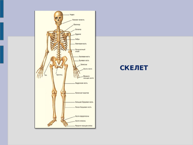СКЕЛЕТ 
