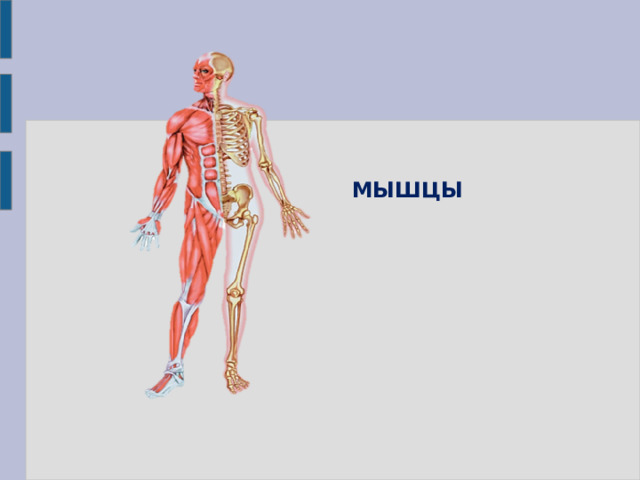 МЫШЦЫ 