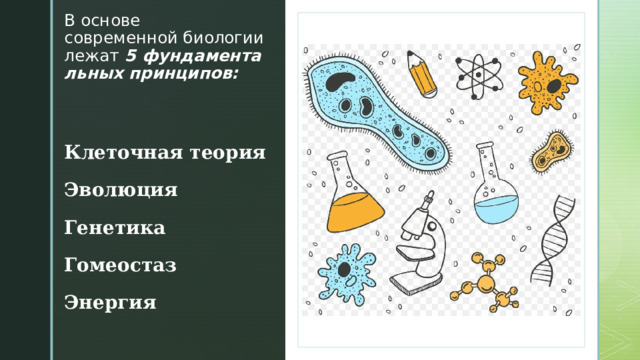 В основе современной биологии лежат   5 фундаментальных принципов: Клеточная теория Эволюция Генетика Гомеостаз Энергия 