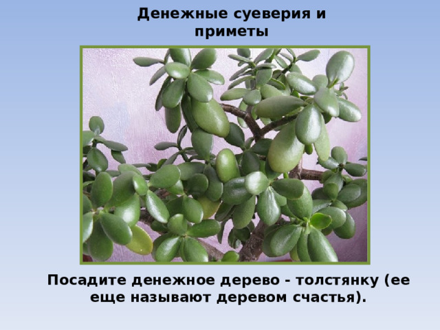Денежные суеверия и приметы Посадите денежное дерево - толстянку (ее еще называют деревом счастья). 