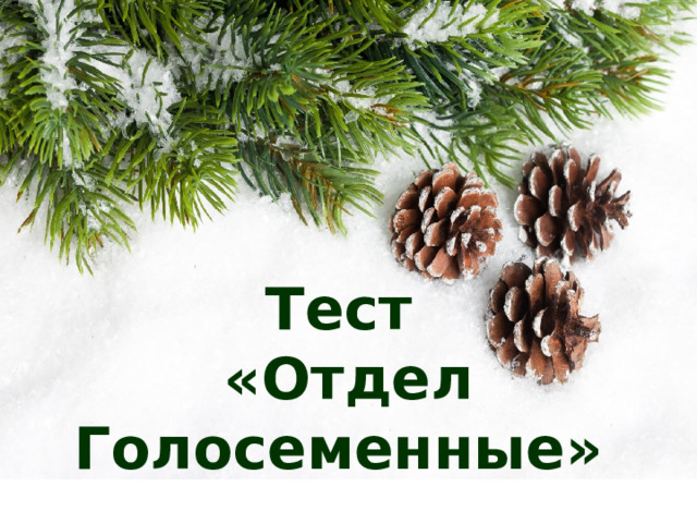 Тест  «Отдел Голосеменные» 