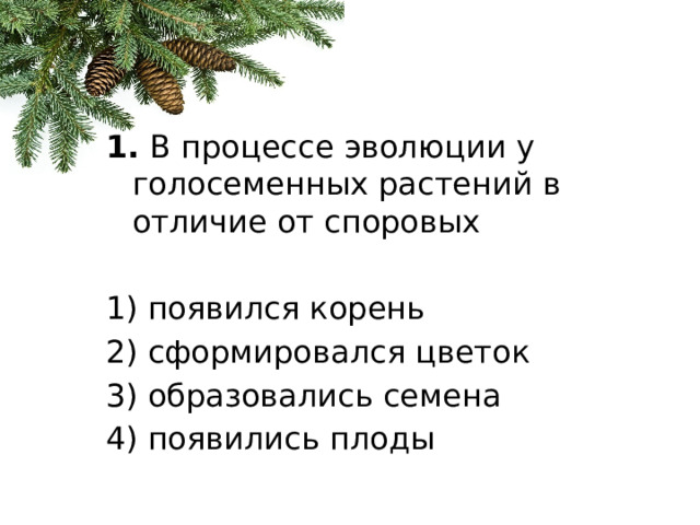 1.  В процессе эволюции у голосеменных растений в отличие от споровых   1) появился корень 2) сформировался цветок 3) образовались семена 4) появились плоды 