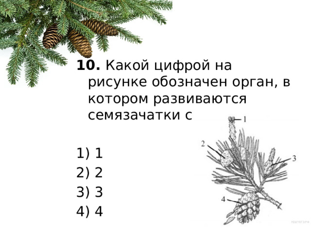 10.  Какой цифрой на рисунке обозначен орган, в котором развиваются семязачатки сосны? 1) 1 2) 2 3) 3 4) 4 