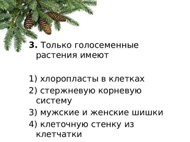 3.  Только голосеменные растения имеют 1) хлоропласты в клетках 2) стержневую корневую систему 3) мужские и женские шишки 4) клеточную стенку из клетчатки 