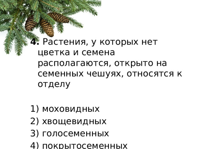 4.  Растения, у которых нет цветка и семена располагаются, открыто на семенных чешуях, относятся к отделу   1) моховидных 2) хвощевидных 3) голосеменных 4) покрытосеменных 