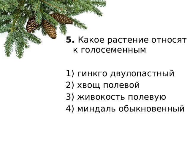 5.  Какое растение относят к голосеменным   1) гинкго двулопастный 2) хвощ полевой 3) живокость полевую 4) миндаль обыкновенный 