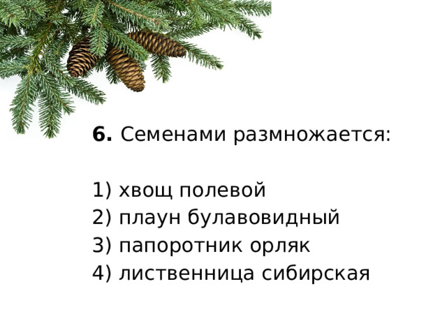 6.  Семенами размножается:   1) хвощ полевой 2) плаун булавовидный 3) папоротник орляк 4) лиственница сибирская 