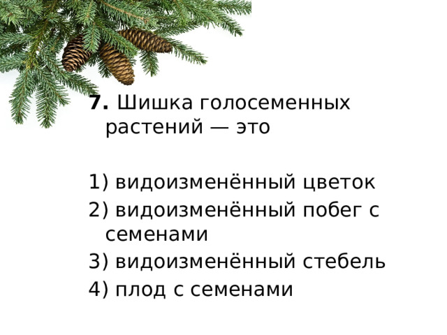 7.  Шишка голосеменных растений — это 1) видоизменённый цветок 2) видоизменённый побег с семенами 3) видоизменённый стебель 4) плод с семенами 