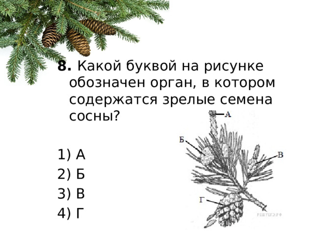 8.  Какой буквой на рисунке обозначен орган, в котором содержатся зрелые семена сосны?   1) А 2) Б 3) В 4) Г 