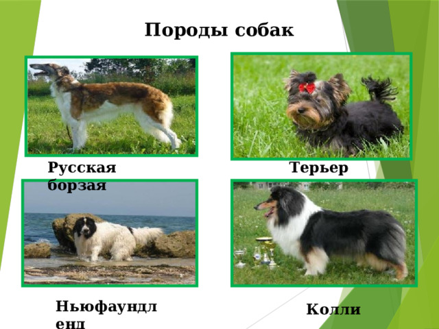 Породы собак Терьер Русская борзая Ньюфаундленд Колли 