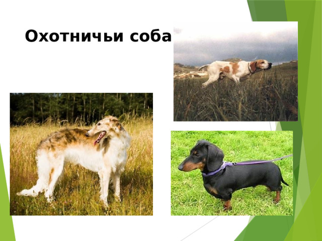 Охотничьи собаки 