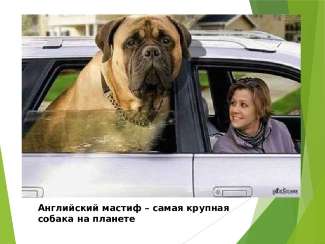 Английский мастиф – самая крупная собака на планете 