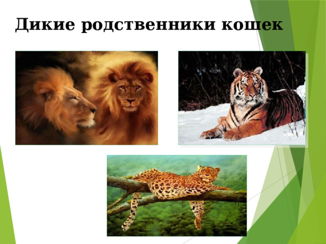 Дикие родственники кошек  