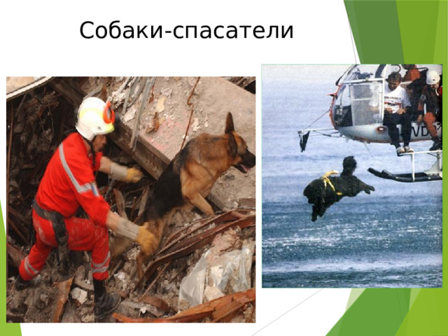 Собаки-спасатели 