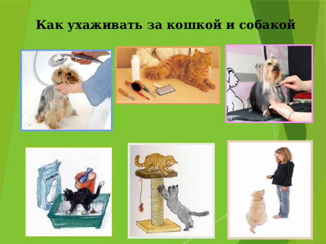 Как ухаживать за кошкой и собакой 
