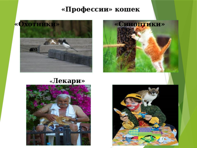 «Профессии» кошек  «Охотники»  «Синоптики»  « Лекари»  «Артисты» 