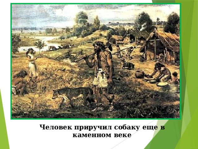   Человек приручил собаку еще в каменном веке 