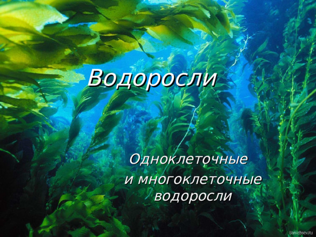 Водоросли Одноклеточные и многоклеточные водоросли 