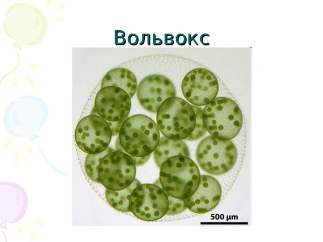 Вольвокс 