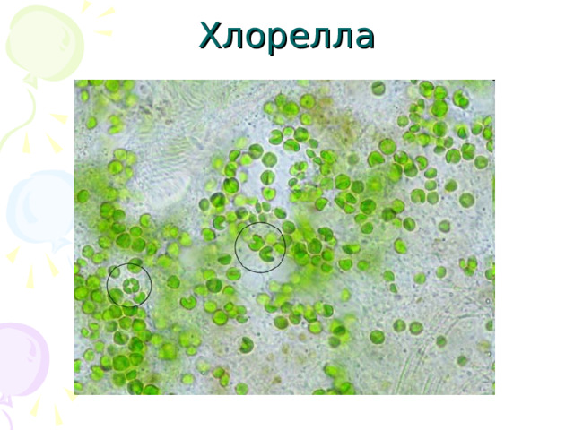 Хлорелла 