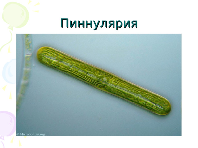 Пиннулярия 