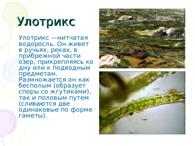 Улотрикс  Улотрикс —нитчатая водоросль. Он живет в ручьях, реках, в прибрежной части озер, прикрепляясь ко дну или к подводным предметам. Размножается он как бесполым (образует споры со жгутиками), так и половым путем (сливаются две одинаковые по форме гаметы). 