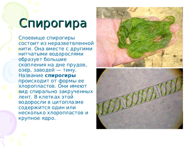 Спирогира  Слоевище спирогиры состоит из неразветвленной нити. Она вместе с другими нитчатыми водорослями образует большие скопления на дне прудов, озер, заводей — тину. Название спирогиры происходит от формы ее хлоропластов. Они имеют вид спирально закрученных лент. В клетках этой водоросли в цитоплазме содержится один или несколько хлоропластов и крупное ядро. 