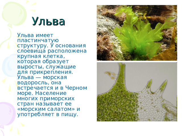 Ульва  Ульва имеет пластинчатую структуру. У основания слоевища расположена крупная клетка, которая образует выросты, служащие для прикрепления. Ульва — морская водоросль, она встречается и в Черном море. Население многих приморских стран называет ее «морским салатом» и употребляет в пищу. 