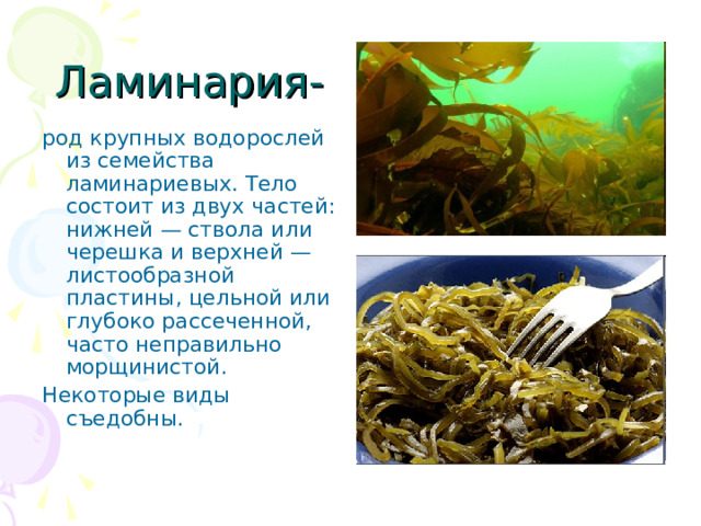 Ламинария- род крупных водорослей из семейства ламинариевых. Тело состоит из двух частей: нижней — ствола или черешка и верхней — листообразной пластины, цельной или глубоко рассеченной, часто неправильно морщинистой. Некоторые виды съедобны. 
