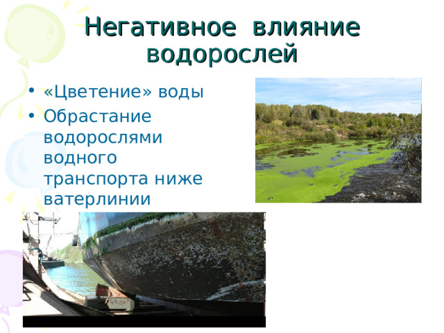 Негативное влияние водорослей «Цветение» воды Обрастание водорослями водного транспорта ниже ватерлинии 