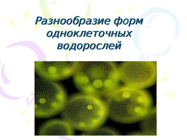 Разнообразие форм одноклеточных водорослей 