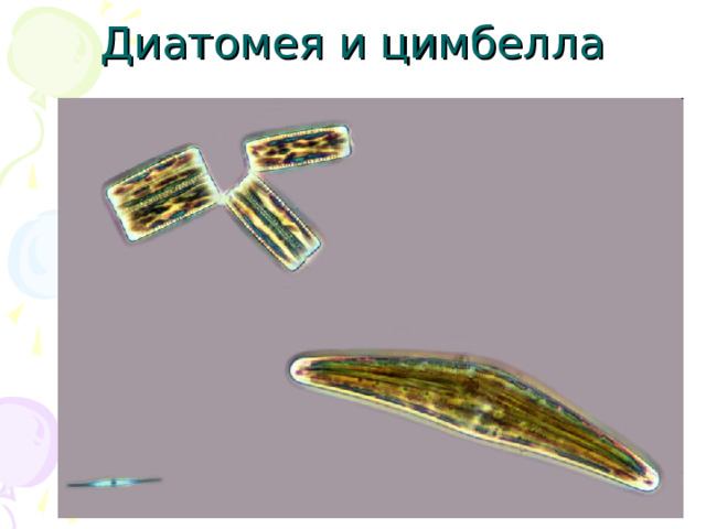 Диатомея и цимбелла 