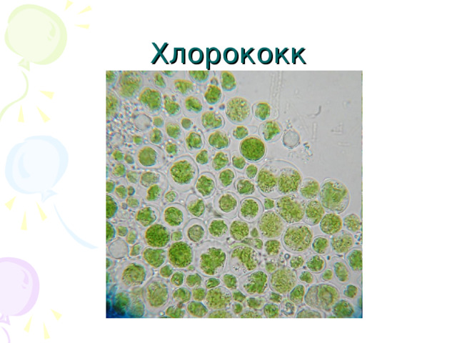 Хлорококк 