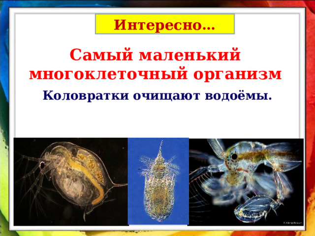 Интересно… Самый маленький многоклеточный организм Коловратки очищают водоёмы. 