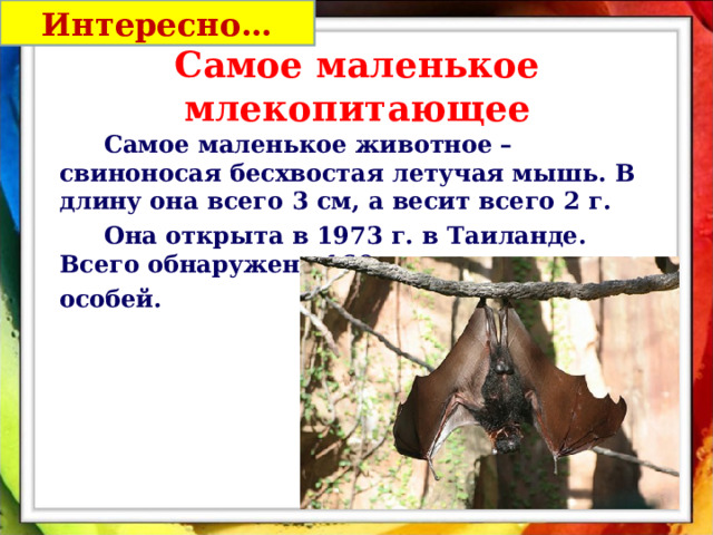 Интересно… Самое маленькое млекопитающее   Самое маленькое животное – свиноносая бесхвостая летучая мышь. В длину она всего 3 см, а весит всего 2 г.   Она открыта в 1973 г. в Таиланде. Всего обнаружено 160  особей. 