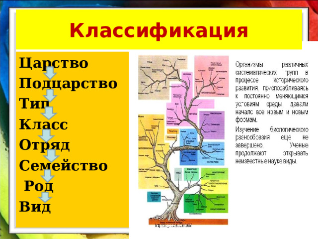 Классификация Царство Подцарство Тип Класс Отряд Семейство  Род Вид 