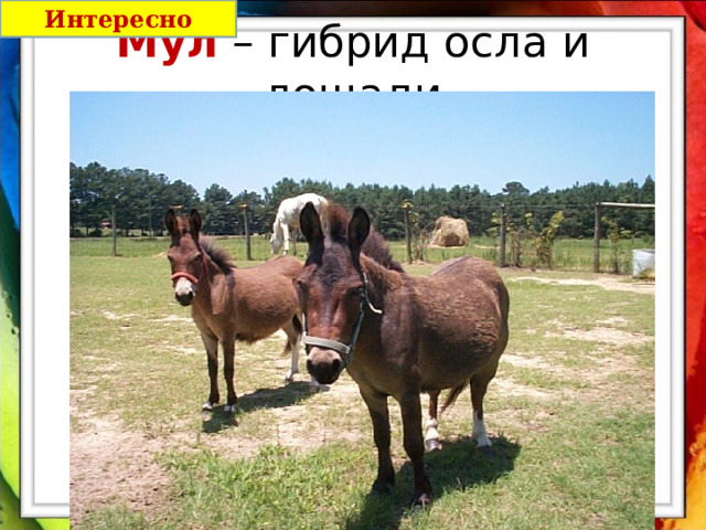 Интересно Мул – гибрид осла и лошади 