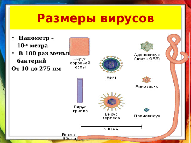 Размеры вирусов Нанометр –  10 -9 метра В 100 раз меньше  бактерий От 10 до 275 нм  