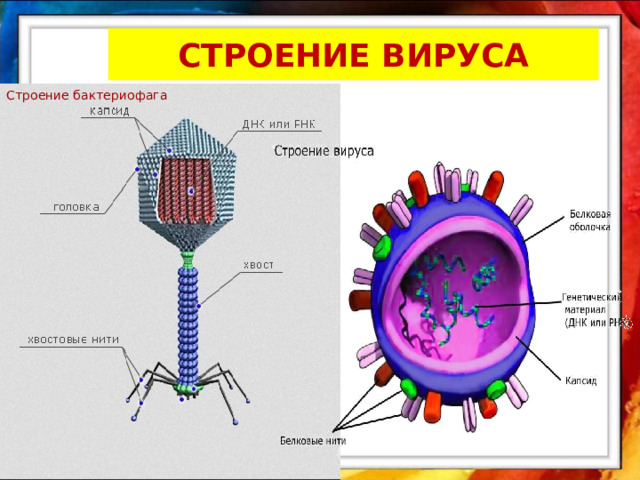 СТРОЕНИЕ ВИРУСА Строение бактериофага 