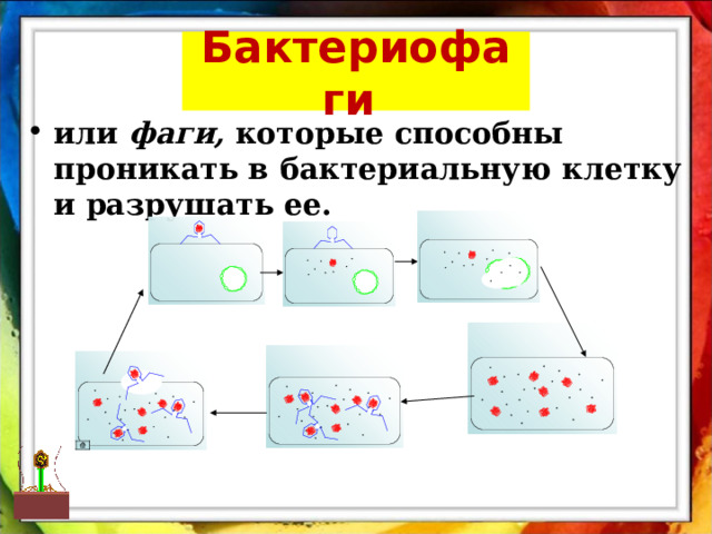 Бактериофаги  или фаги, которые способны проникать в бактериальную клетку и разрушать ее.       