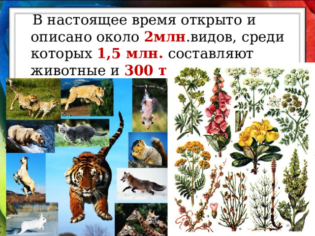  В настоящее время открыто и описано около 2млн .видов, среди которых 1,5 млн. составляют животные и 300 тыс. растения. 