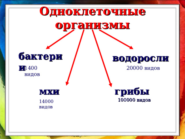 Одноклеточные организмы бактерии водоросли 1400 видов 20000 видов мхи грибы 100000 видов 14000 видов 