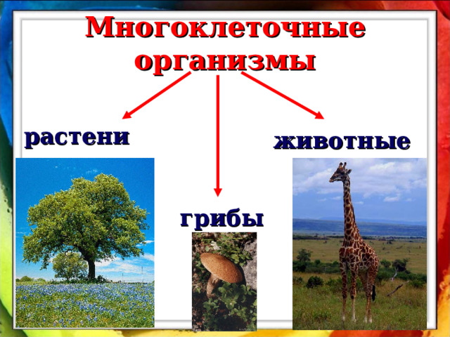Многоклеточные организмы растения животные грибы 