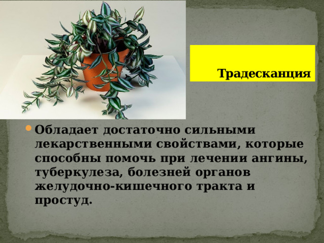  Традесканция Обладает достаточно сильными лекарственными свойствами, которые способны помочь при лечении ангины, туберкулеза, болезней органов желудочно-кишечного тракта и простуд. 