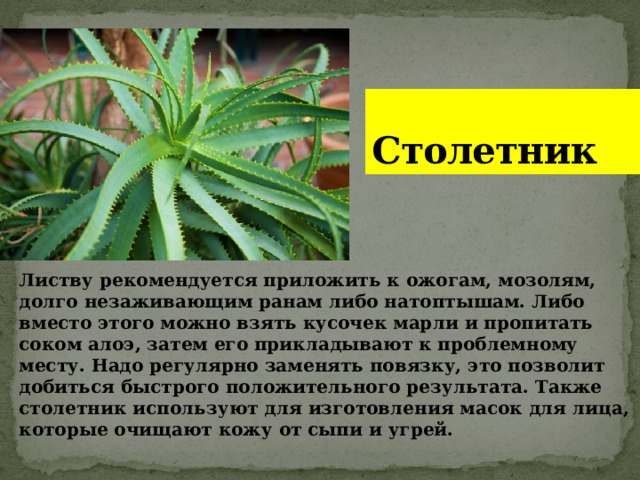 Столетник Листву рекомендуется приложить к ожогам, мозолям, долго незаживающим ранам либо натоптышам. Либо вместо этого можно взять кусочек марли и пропитать соком алоэ, затем его прикладывают к проблемному месту. Надо регулярно заменять повязку, это позволит добиться быстрого положительного результата. Также столетник используют для изготовления масок для лица, которые очищают кожу от сыпи и угрей. 