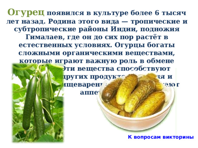 Огурец появился в культуре более 6 тысяч лет назад. Родина этого вида — тропические и субтропические районы Индии, подножия Гималаев, где он до сих пор растёт в естественных условиях. Огурцы богаты сложными органическими веществами, которые играют важную роль в обмене веществ. Эти вещества способствуют усвоению других продуктов питания и улучшают пищеварение. Они возбуждают аппетит. К вопросам викторины 